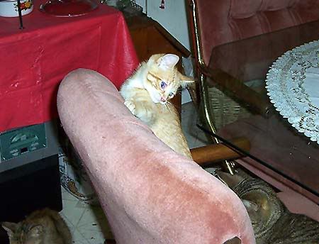000_82771.jpg