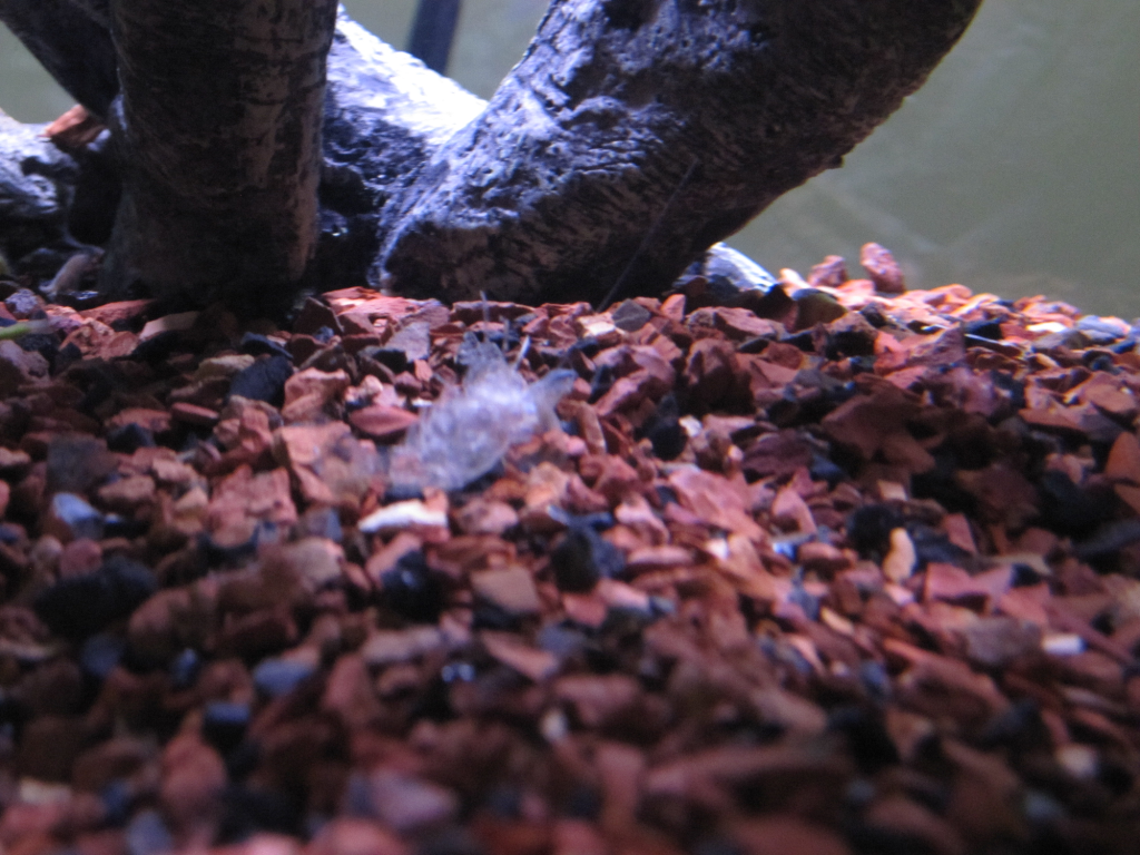 RCS_Molted2.png
