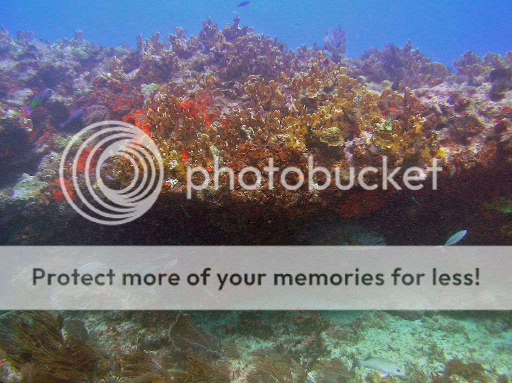 cavemolassesreef.jpg