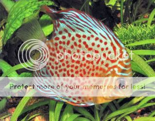 LeopardPigeonDiscus.jpg
