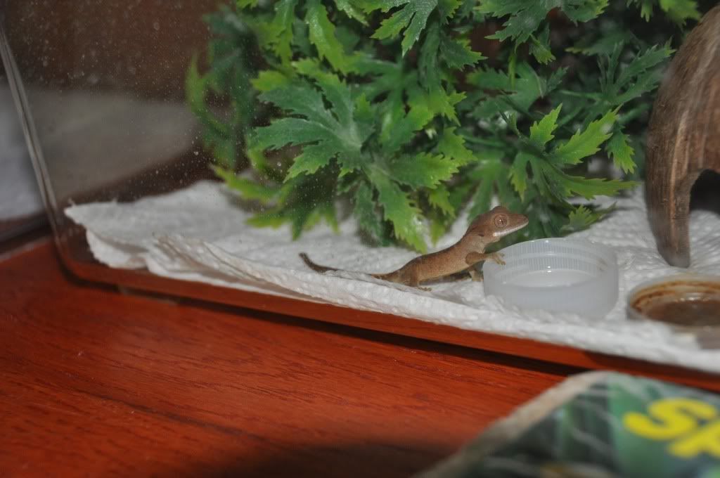 DSC_0457.jpg
