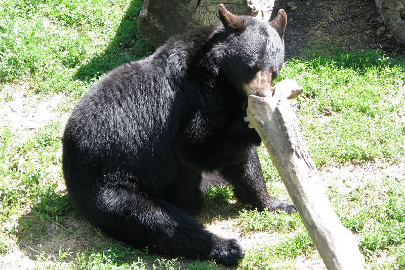 Bear4.jpg