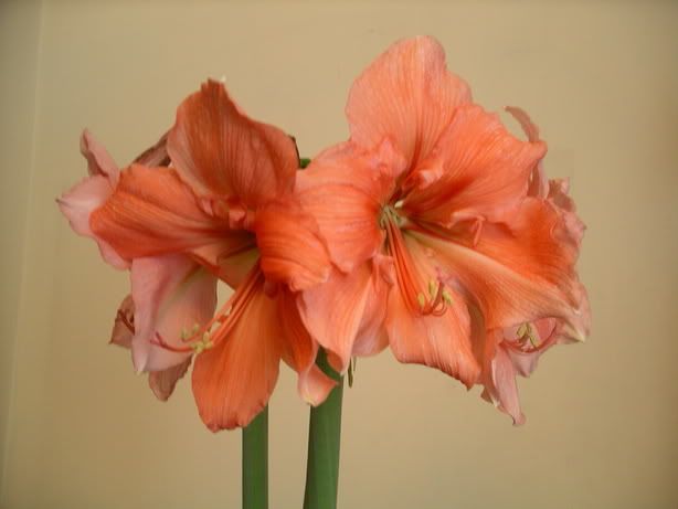 assorted120.jpg