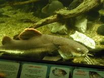 Catfish2.jpg