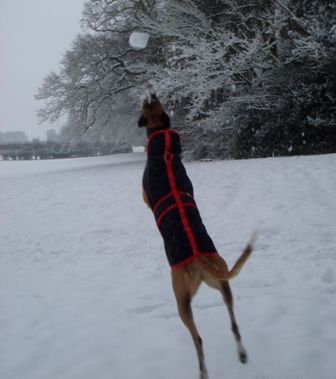 bella1-1.jpg