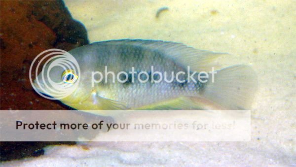 fish2psd.jpg
