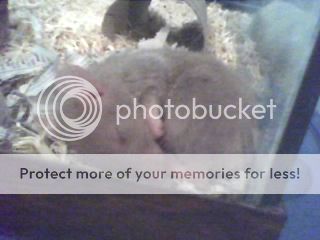 Sleepy_Ellenor_zpsd5be4f37.jpg
