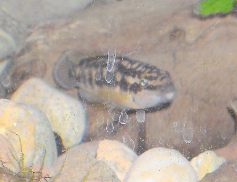 DSCN1063.jpg