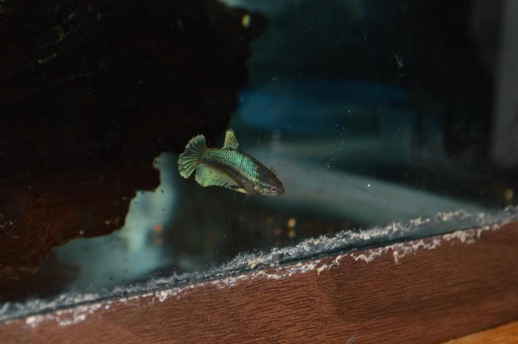 DSC_0879_zps535e8c16.jpg