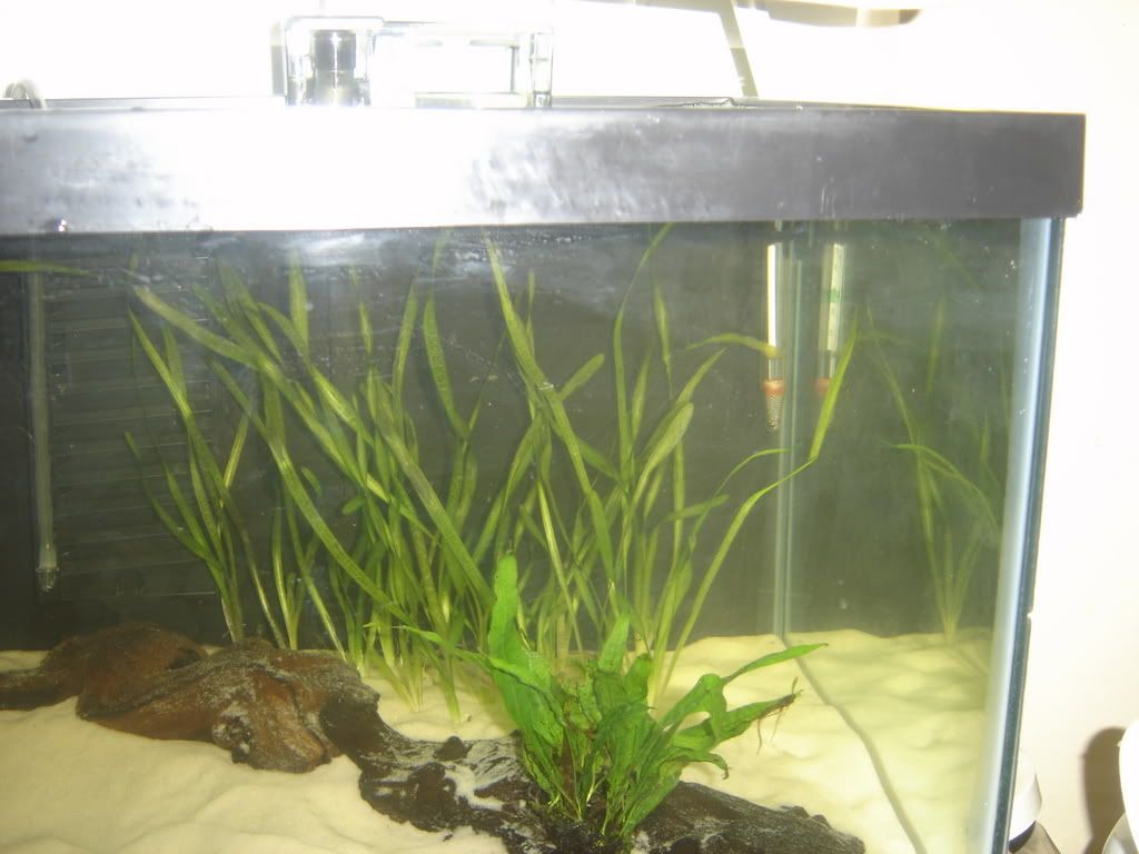 progessof20gallon027.jpg