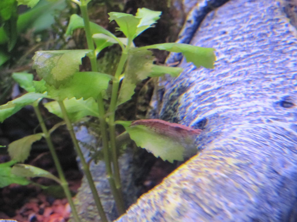 RCS_Wisteria.png