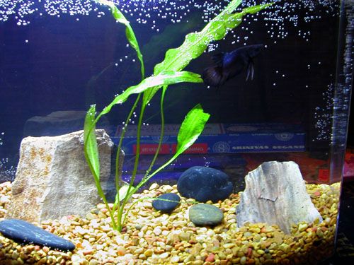 DSCN2939.jpg