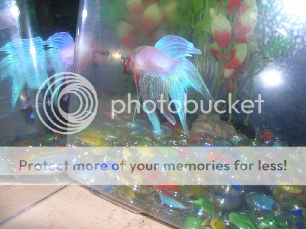 FlarePics020.jpg