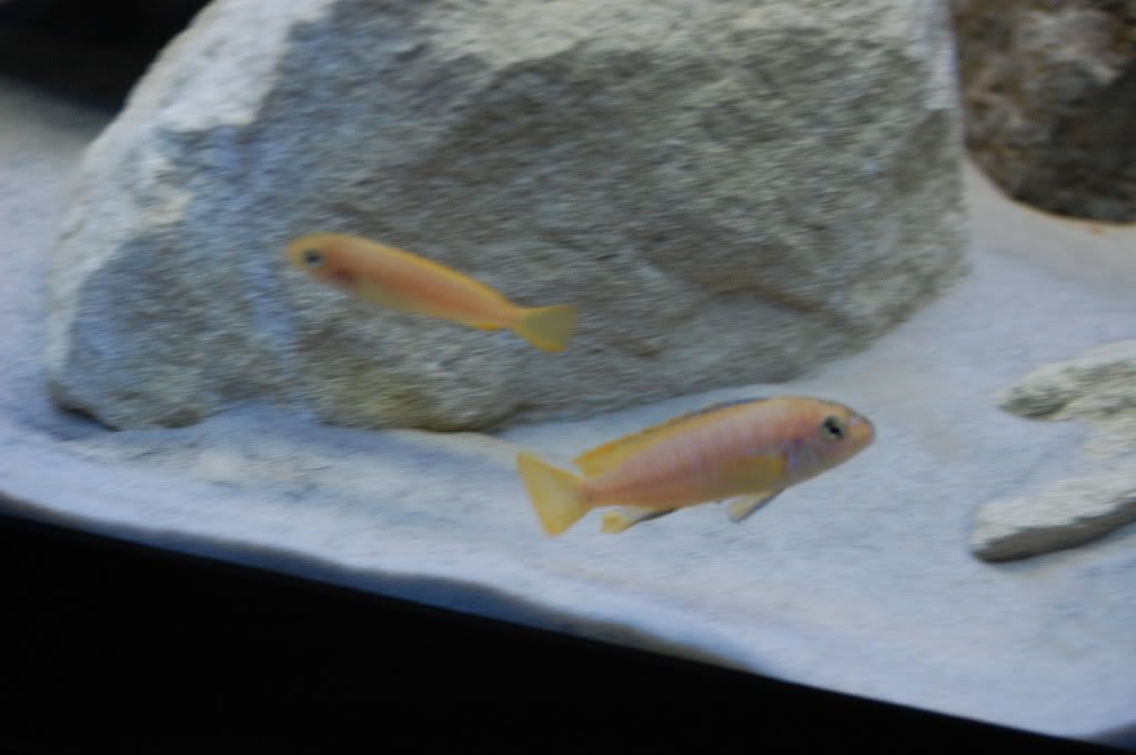 DSC_0233.jpg