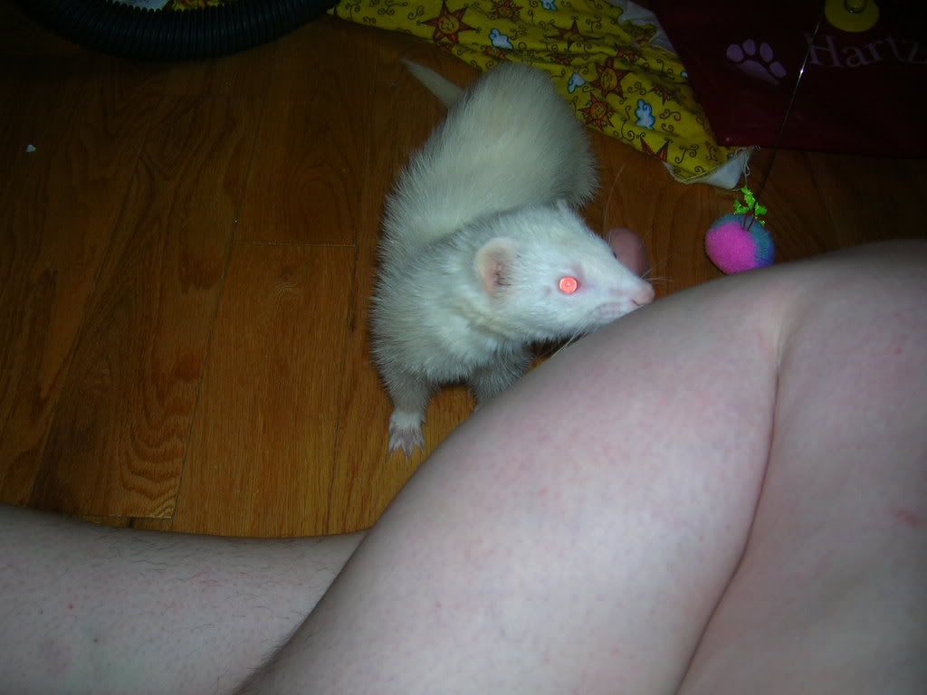 ferrets003.jpg