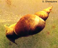 lymnea_stagnalis_top.jpg