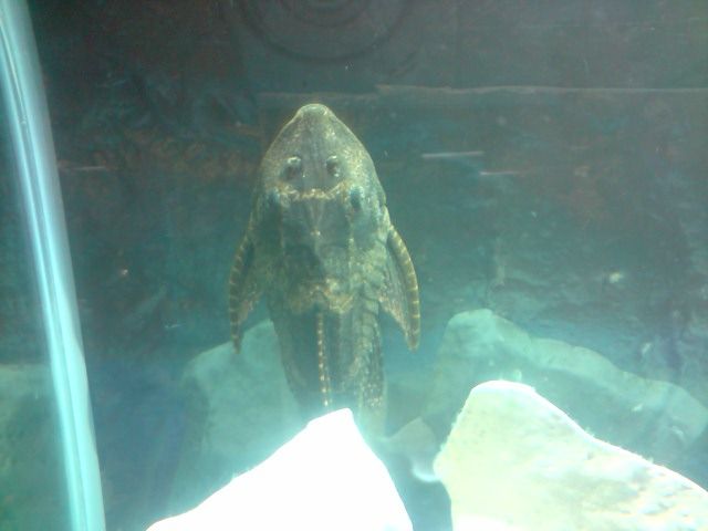 plec2.jpg