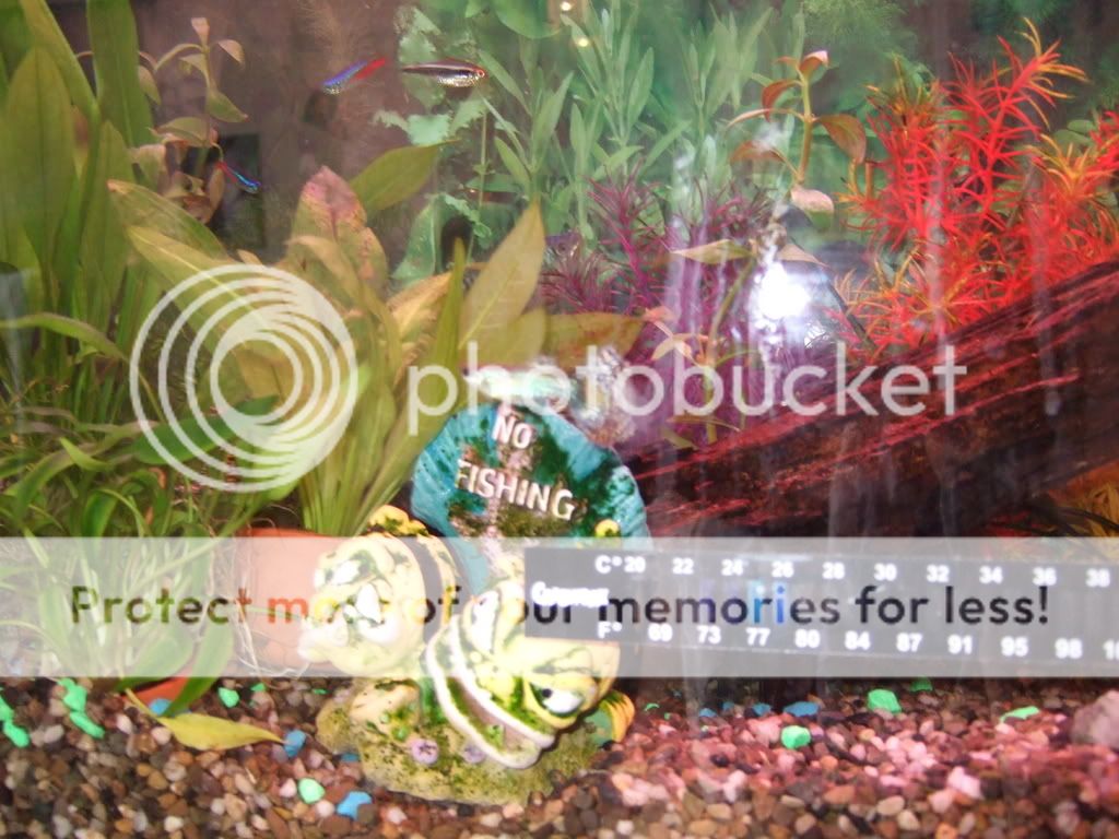 fishtankphotos096.jpg