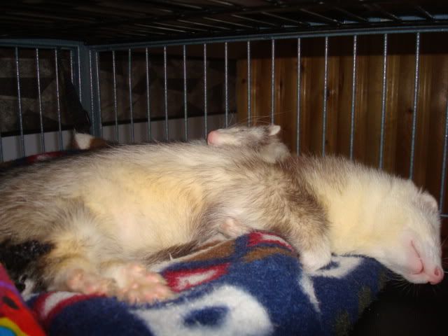 ferrets1001.jpg