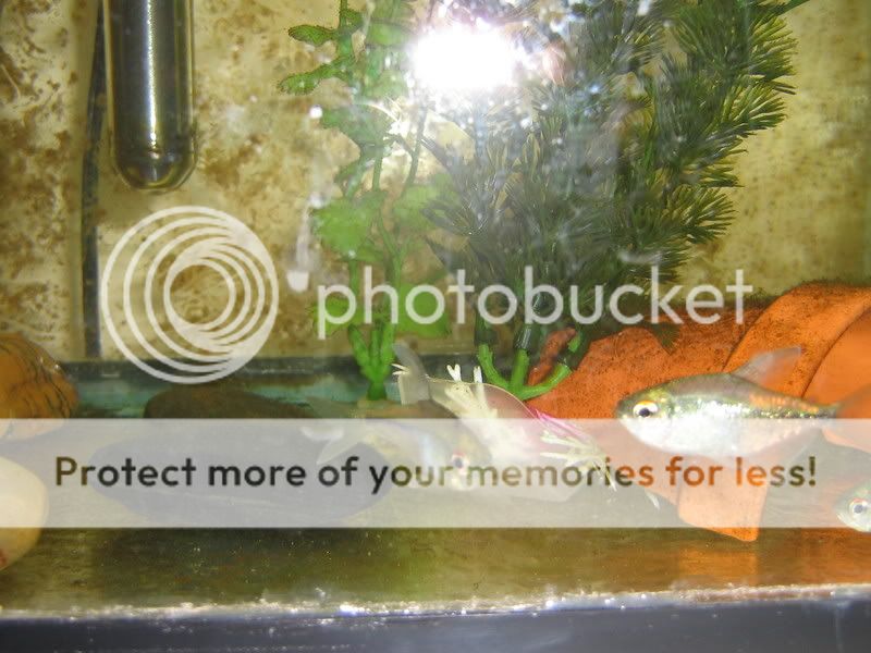PictureorVideo418.jpg
