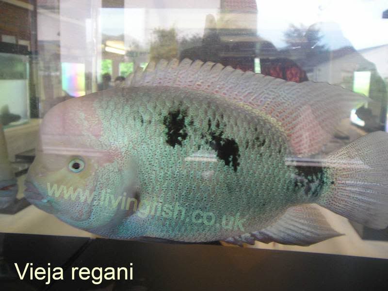 Vieja-regani.jpg