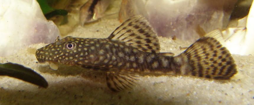 babybristlenose.jpg