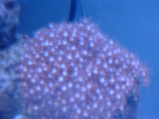 DSCF0142.jpg