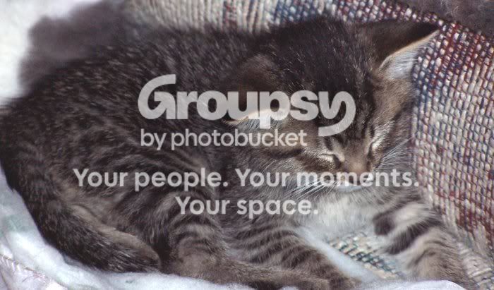 Kittens019.jpg