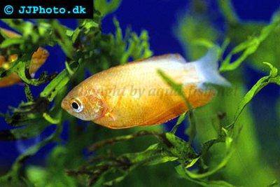 honey-gourami-profile.jpg