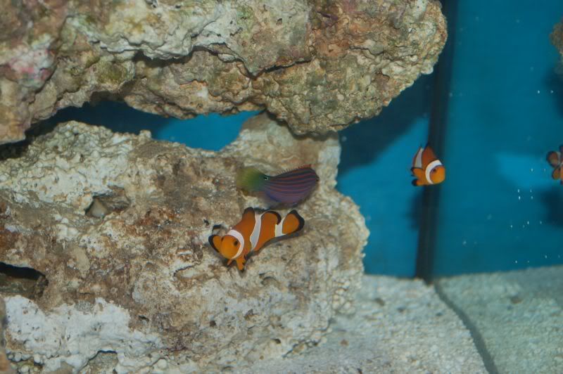 aquarium008.jpg
