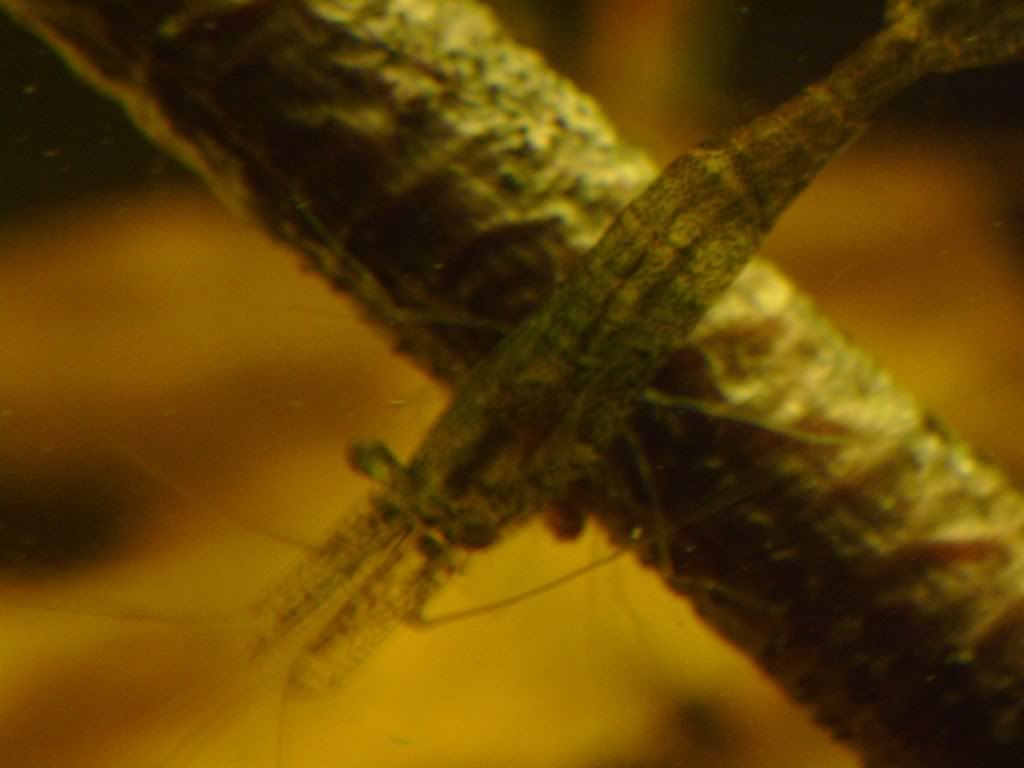 S7003316.jpg
