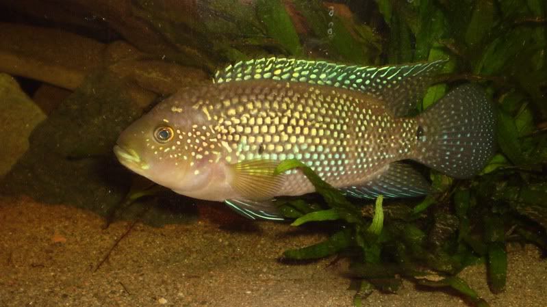 jackdempsey001.jpg