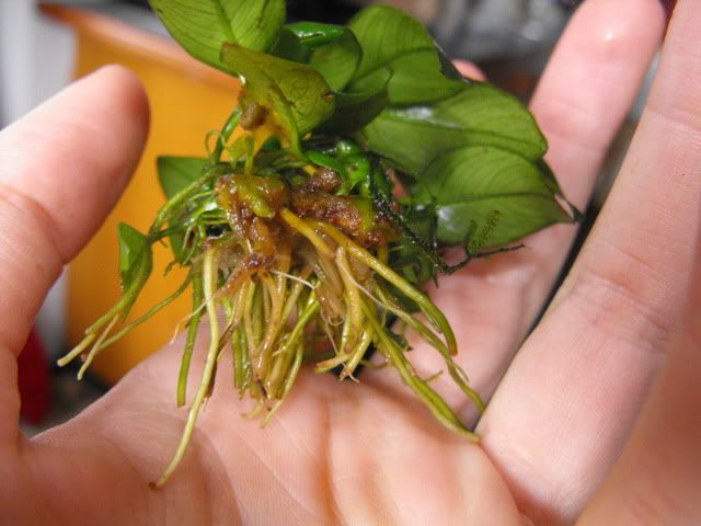 2010_0510anubias0006.jpg