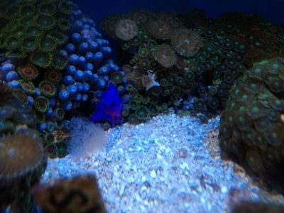 IMG_1944400x300_zpsa36a7ac7.jpg
