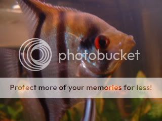 SilverAngelfish3.jpg