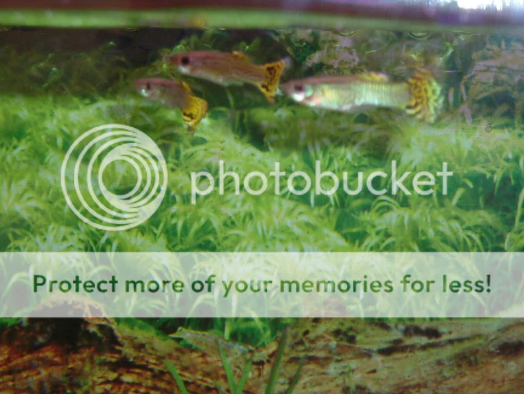 fish001.jpg