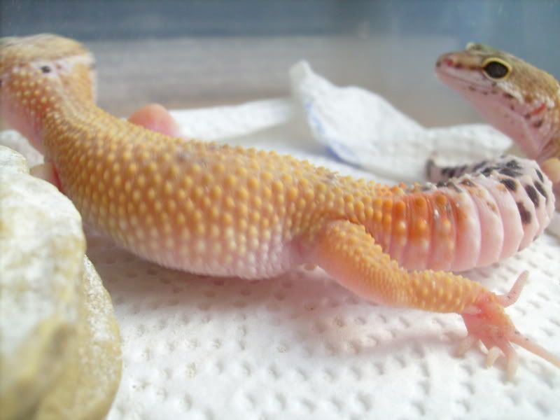 Picsofpetsoctober08072.jpg