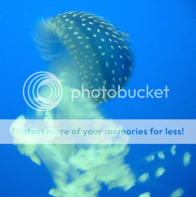 jellyfish2.jpg