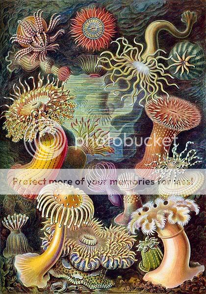 420px-Haeckel_Actiniae.jpg