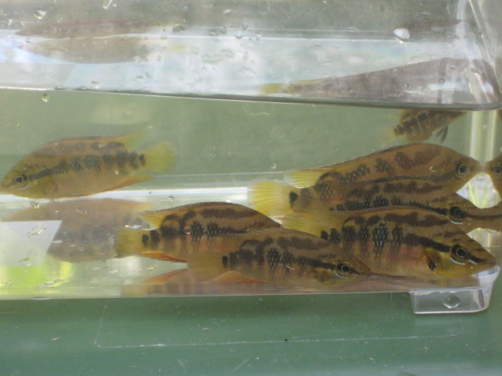 CichlidDitch004.jpg