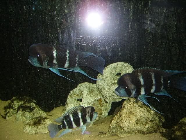 frontosa014.jpg