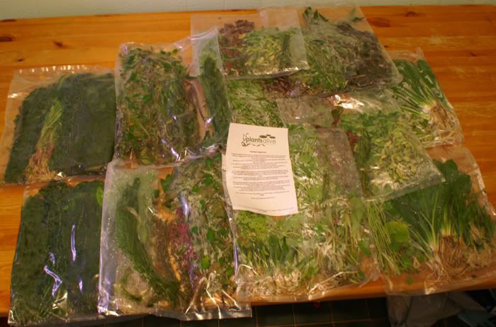 PlantsArrived.jpg