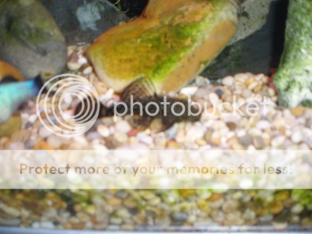 jackfish006.jpg
