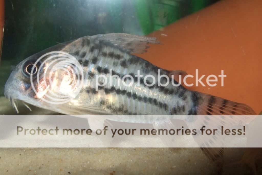 DSCF1030.jpg