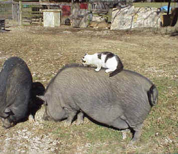 a-tomrides-1kitpig.jpg
