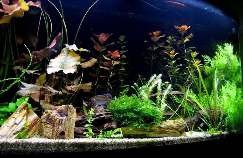 72Gallon05_21.jpg
