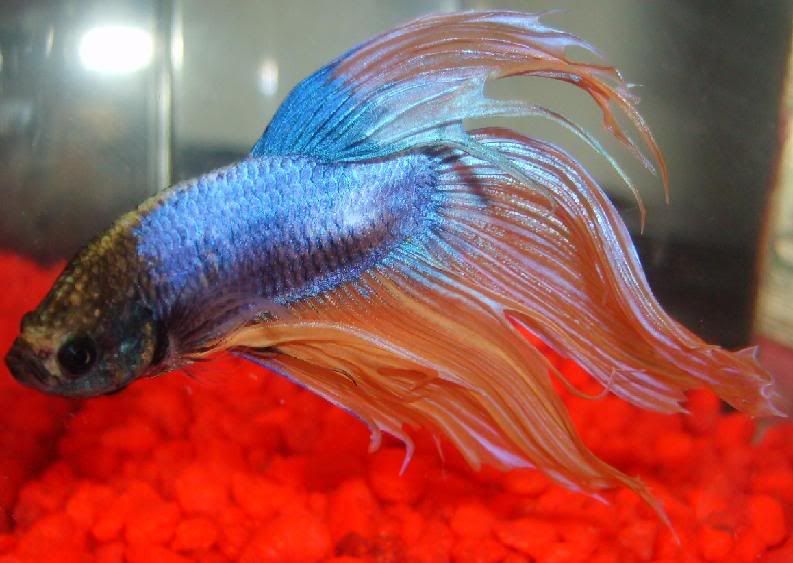 Dawnbetta.jpg