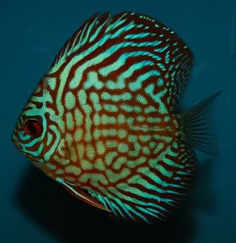 jakediscus1.jpg