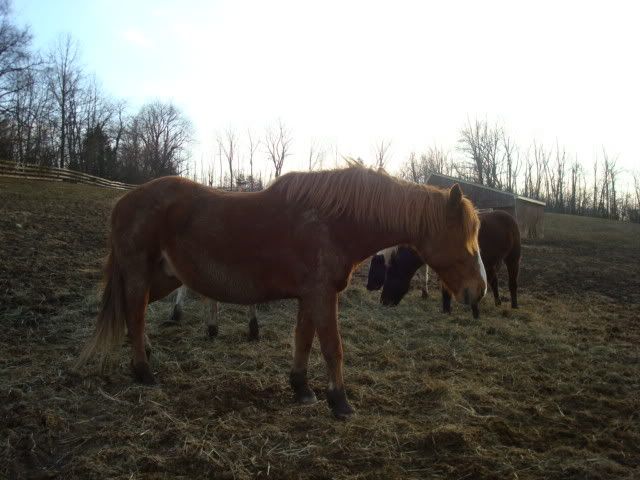 horsies015.jpg
