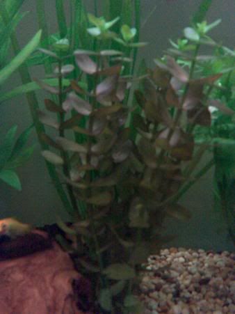 Aquariumplants.jpg